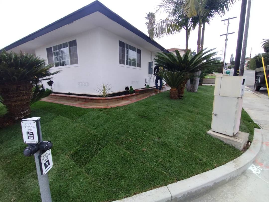 picture of newly installed grass in a front yard 